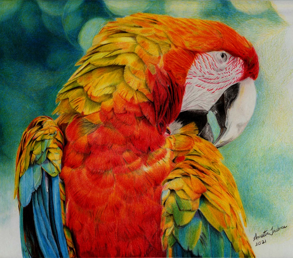 Scarlet Macaw